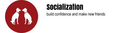 socialization